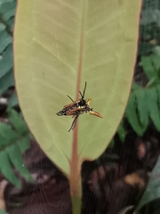 Micrathena bicolor