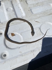 Thamnophis eques megalops