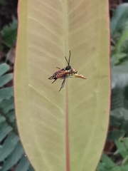 Micrathena bicolor