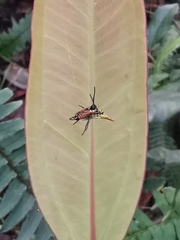 Micrathena bicolor