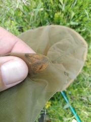 Ochlodes sylvanus