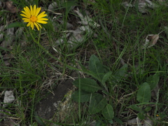 Senecio doronicum