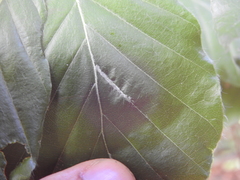 Aceria nervisequa