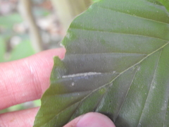 Aceria nervisequa