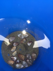 Donax gouldii