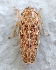 Euscelis variegatus