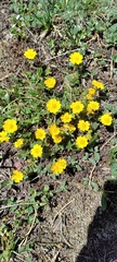 Potentilla ruprechtii