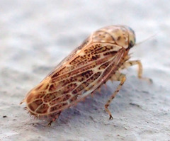 Euscelis variegatus