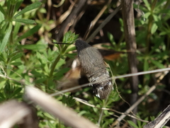 Macroglossum stellatarum