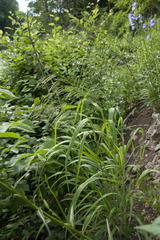 Bromus benekenii
