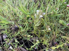 Triphysaria versicolor versicolor