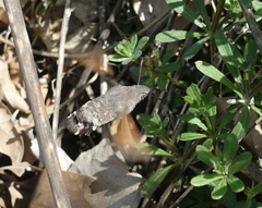 Macroglossum stellatarum