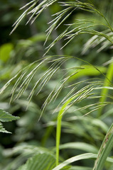 Bromus benekenii