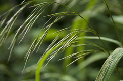 Bromus benekenii