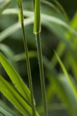 Bromus benekenii