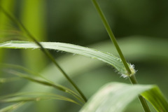 Bromus benekenii