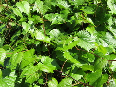 Vitis amurensis