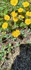 Potentilla ruprechtii