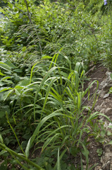 Bromus benekenii