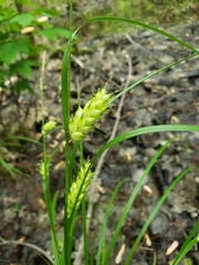 Carex tuckermanii