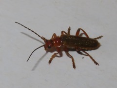 Cantharis cryptica