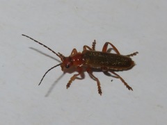 Cantharis cryptica