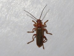 Cantharis cryptica