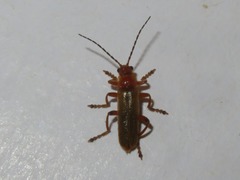 Cantharis cryptica