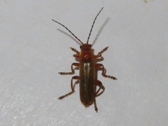 Cantharis cryptica