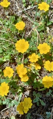 Potentilla ruprechtii