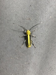 Saperda puncticollis