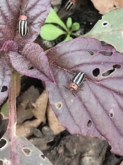 Disonycha pensylvanica