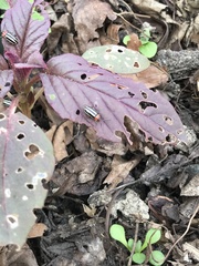 Disonycha pensylvanica