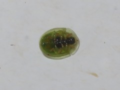 Cassida margaritacea