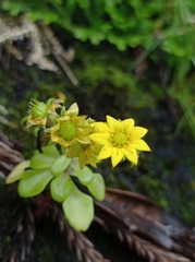 Aichryson santamariensis