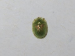 Cassida margaritacea