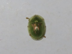 Cassida margaritacea