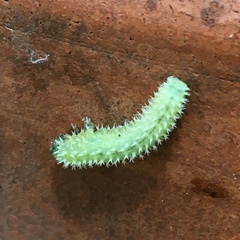 Periclista marginicollis