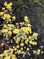Aichryson santamariensis