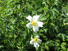 Rosa webbiana