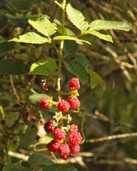 Rubus sellowii