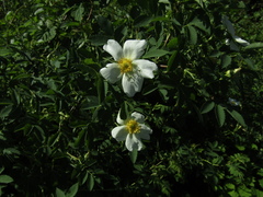 Rosa webbiana