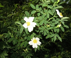 Rosa webbiana