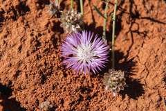 Psephellus marschallianus