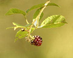 Rubus sellowii