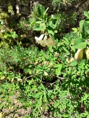 Lonicera pyrenaica
