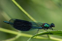 Calopteryx splendens