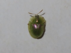 Cassida margaritacea