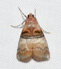 Pococera militella