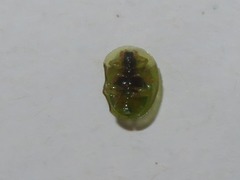 Cassida margaritacea